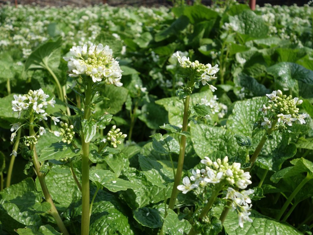 わさびの花 通信販売のご案内 大王わさび農場