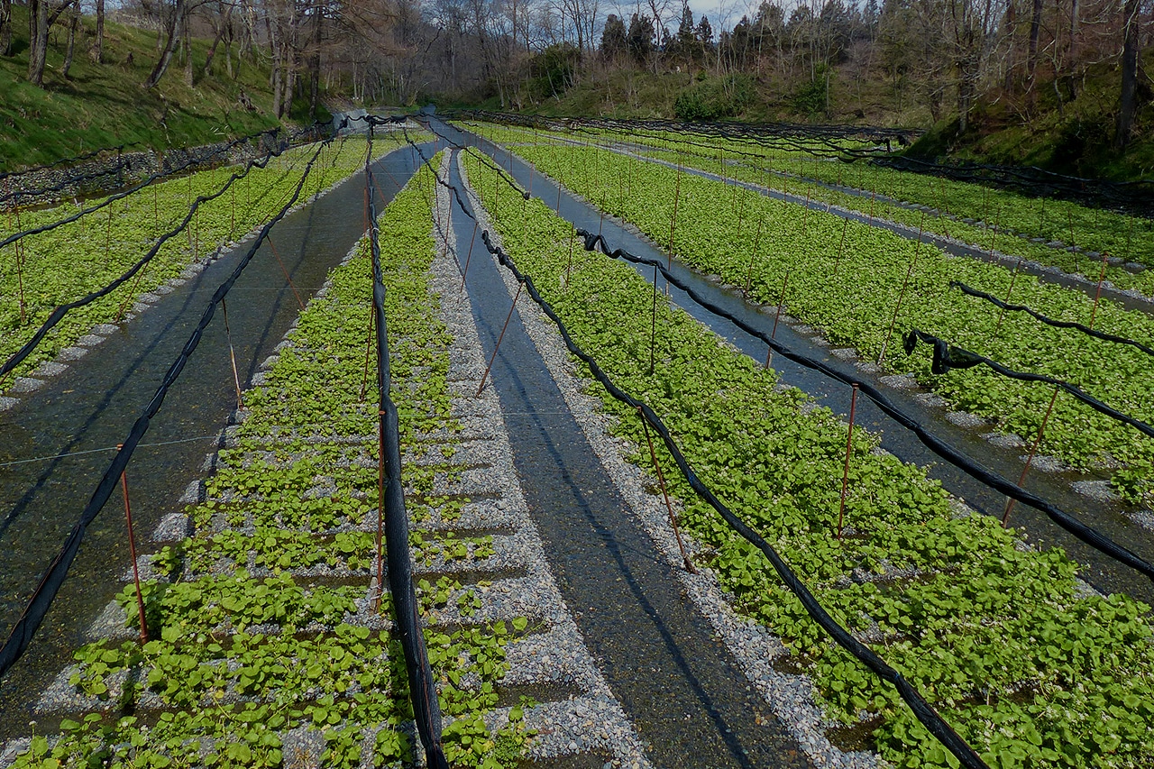 大王わさび農場 信州安曇野に広がる日本一のわさび園